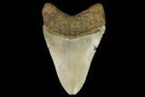 Fossil Megalodon Tooth - North Carolina #166981-1